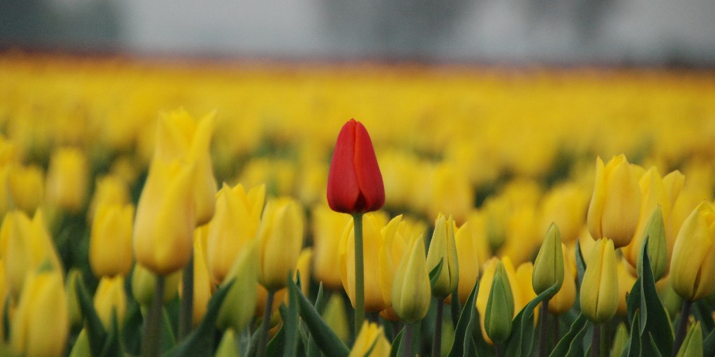 FarmPlusNL's tweet photo. Vandaag is het Nationale #Tulpendag🌷 Deze dag markeert de start van het (snij)tulpenseizoen! Zoek je iemand die met je meekijkt en professioneel en objectief #advies geeft in je #bollenteelt? Dan ben je bij #CZAV aan het juiste adres. Meer weten? https://t.co/PmRgnxvC5L https://t.co/RsBZfLezBP