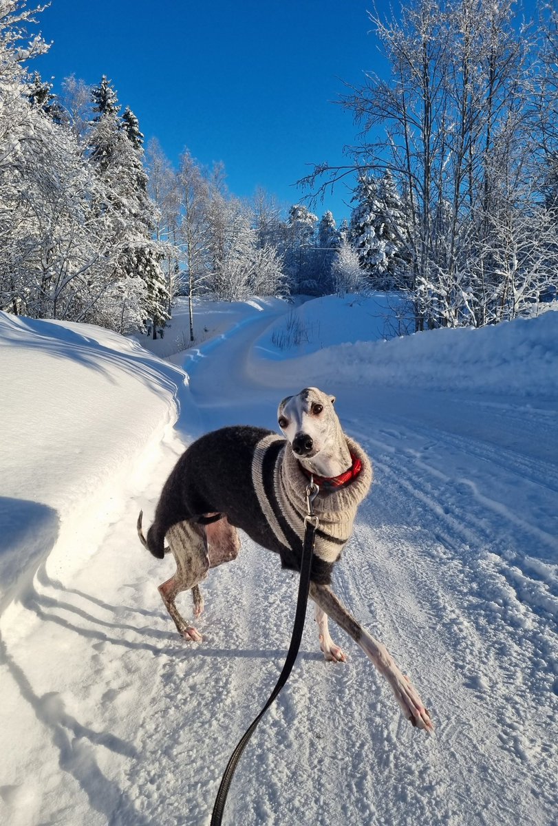 ilderart's tweet photo. Yumi, my dog 🥰 https://t.co/N658tCTbnJ