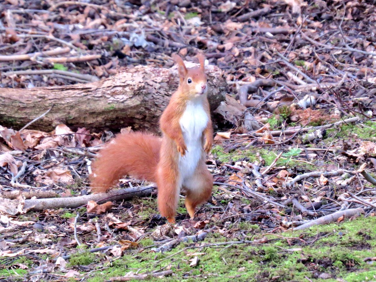 AngleseyScMedia's tweet photo. #RedSquirrelAppreciationDay #anglesey  taken at #penrhosnaturereserve #holyhead ❤️ https://t.co/feKaLsimC3