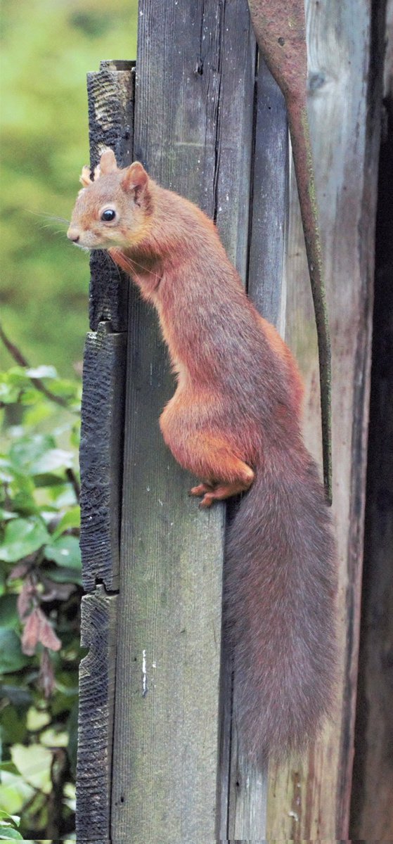 Red Squirrel  - local wildlife, Argyll #RedSquirrelAppreciationDay