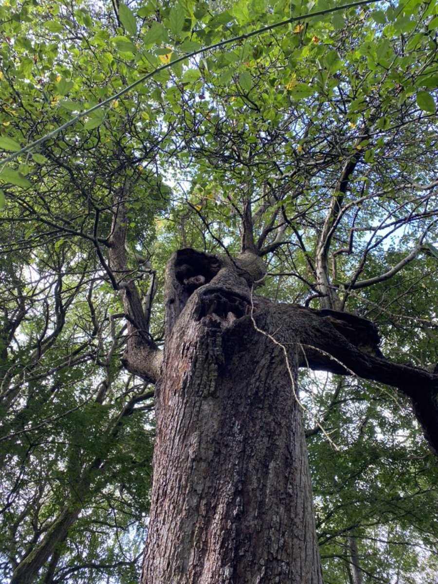 TiCLme's tweet photo. ‘We Ents do not like being roused; and we never are roused unless it is clear to us that our trees and our lives are in great danger’
The Two Towers #LOTR
#EntQuotes #TreebeardQuotes #climatechange @WoodlandTrust @LondonLEEF @TheTreeCouncil @ForestryEngland @Team4Nature https://t.co/Io1YFQjOwM