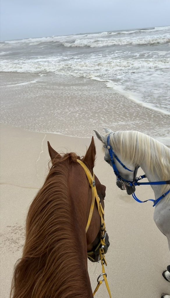 Al__Quraan's tweet photo. “There Is Always Goodness In Horse”
 -Prophet Muhammad ﷺ

-Sahih Al Bukhari 3645 https://t.co/KNGVoO8ewq
