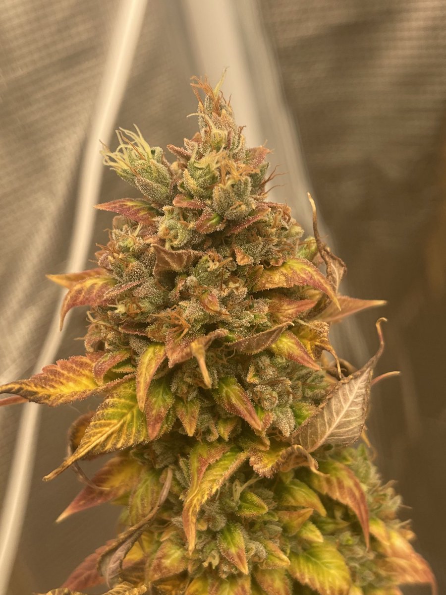 The other Sour Diesel Pheno🔥⛽️🔥⛽️