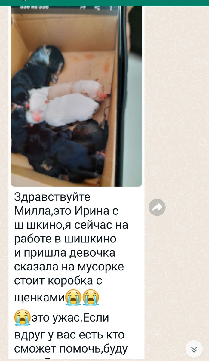 ivpamax's tweet photo. Только что прислали ..Воздержусь от комментов ..Дама,которая увидела их на мусорке ,"Взять себе не может",дома кот и собака"..Дети так и лежат в коробке на помойке .Я тоже не могу,ни мора��ьно ,никак .Если кто то может помочь,отзовитесь 😭 Домодедовский р ,Дер.Шишкино. https://t.co/EkP4XptrhK