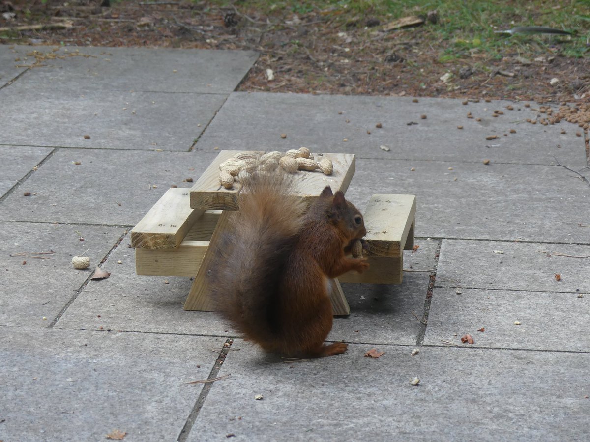 It’s #RedSquirrelAppreciationDay @CP_UK_Whinfell is a great place to see #redsquirrel Here’s one enjoying a peanut picnic! #RedSquirrelDay @OurSquirrels @SquirrelAccord #Squirrel #twitternaturecommunity