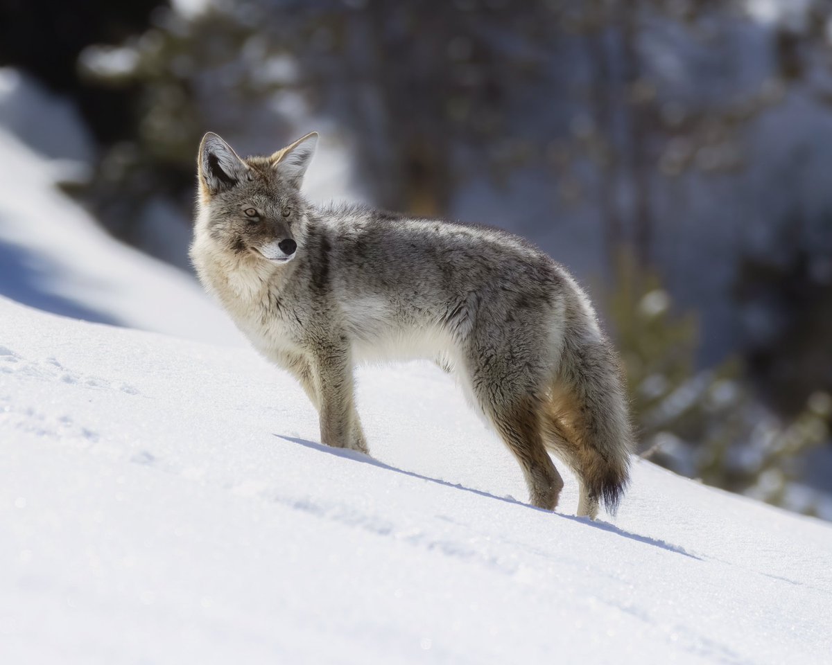The Look

#nature #naturephotography #naturelovers #naturelover #wildlifephotography #wildlife #photo #photography #photooftheday #photographylovers #beautiful #picoftheday #canon #travel #optoutside #animal #animals #canonfavpic  #yellowstone #coyote #yellowstonenationalpark