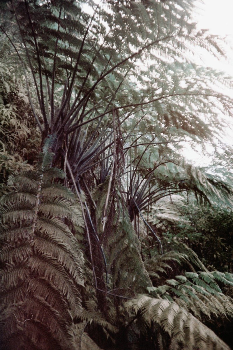 LomoChrome Turquoise 
LC-A
#filmphotography #photograghy