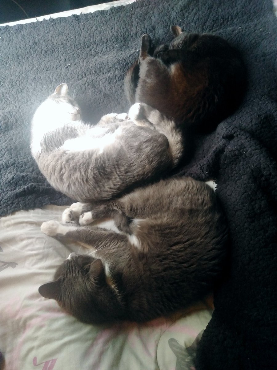 mmoyanoo's tweet photo. @ThalizTH Profesor cuco estos tres dormilones tmb tienen tres años y son gatos de pandemia 🤭🤭🤭 https://t.co/f9TS0LhIog