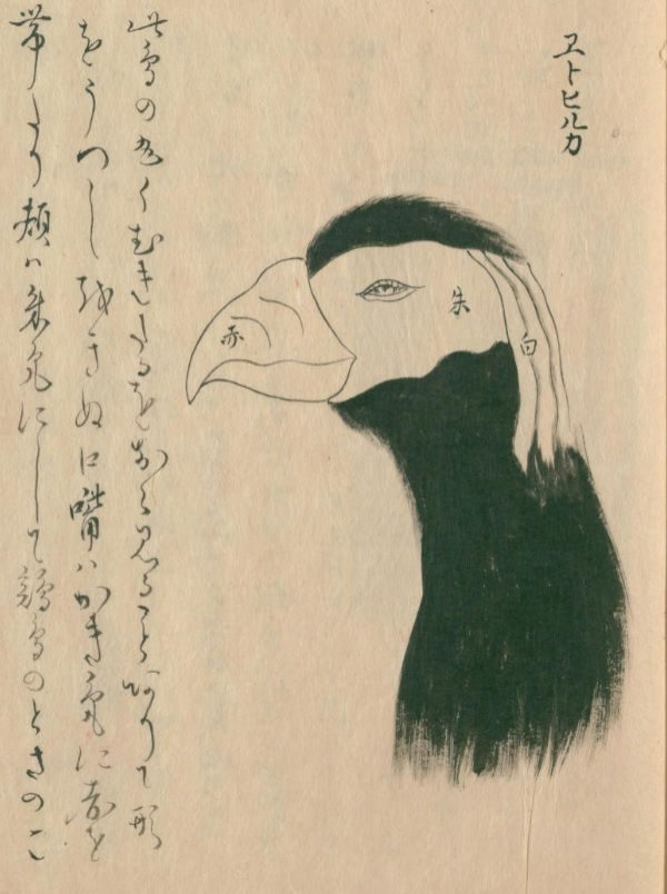 IWAMA_riki's tweet photo. こちらは江戸中期に書かれた「ヱトヒルカ（エトピリカ）」（蒹葭堂雜誌より）。千島列島のゆうめいな鳥。もともとはアイヌ語で「うつくしい鼻」とか。
https://t.co/q5JVlq8NyY https://t.co/HTAXB94rfR