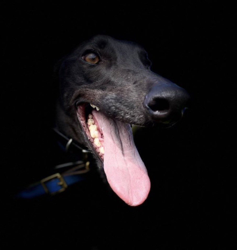 Fergal O'Brien Racing tweet media