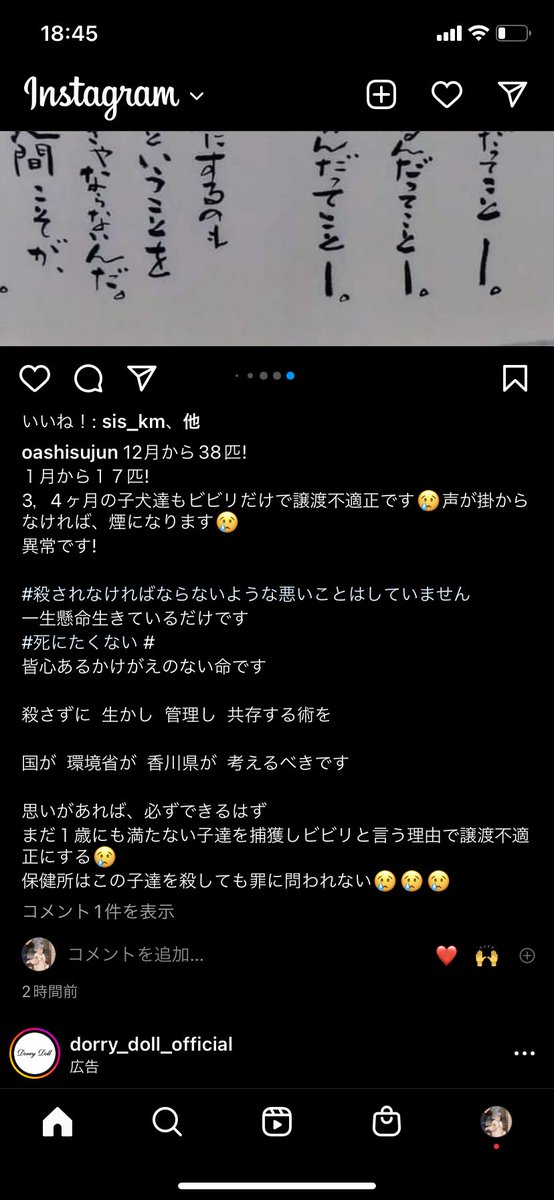 ms_vif's tweet photo. 🆘1/25〜27命の期限🆘12月から37匹目。1月から17匹目。3.4ヶ月の子犬もビビりだと譲渡不適正です。声がかからなければ煙になります。異常です❗️❗️時間がありません😢この子達が何かしたのですか？生きる事は罪ですか？どうかこの子達に代わって声を上げて😣#拡散希望　#保護犬　#殺処分　#犬　#香川県 https://t.co/k1htSqyU5s