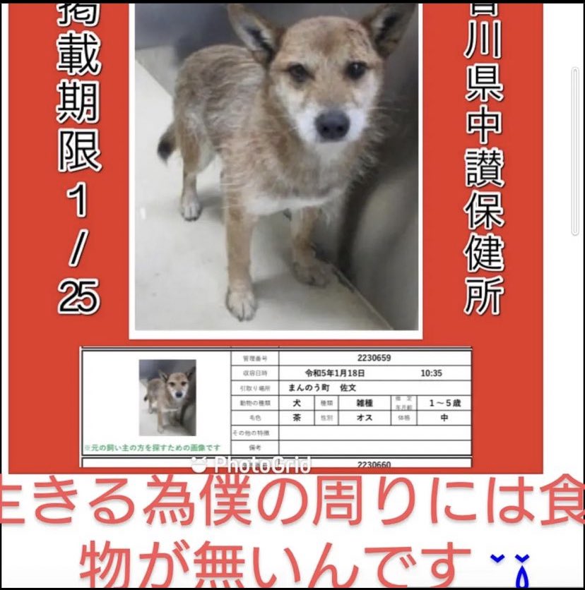 ms_vif's tweet photo. 🆘1/25〜27命の期限🆘12月から37匹目。1月から17匹目。3.4ヶ月の子犬もビビりだと譲渡不適正です。声がかからなければ煙になります。異常です❗️❗️時間がありません😢この子達が何かしたのですか？生きる事は罪ですか？どうかこの子達に代わって声を上げて😣#拡散希望　#保護犬　#殺処分　#犬　#香川県 https://t.co/k1htSqyU5s