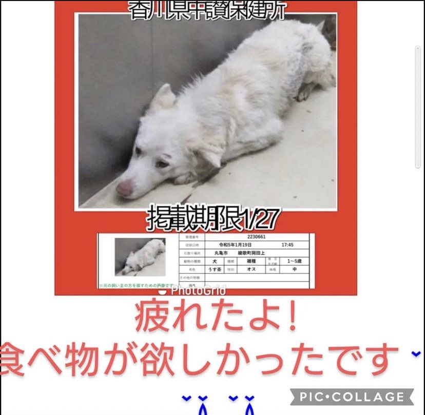 ms_vif's tweet photo. 🆘1/25〜27命の期限🆘12月から37匹目。1月から17匹目。3.4ヶ月の子犬もビビりだと譲渡不適正です。声がかからなければ煙になります。異常です❗️❗️時間がありません😢この子達が何かしたのですか？生きる事は罪ですか？どうかこの子達に代わって声を上げて😣#拡散希望　#保護犬　#殺処分　#犬　#香川県 https://t.co/k1htSqyU5s