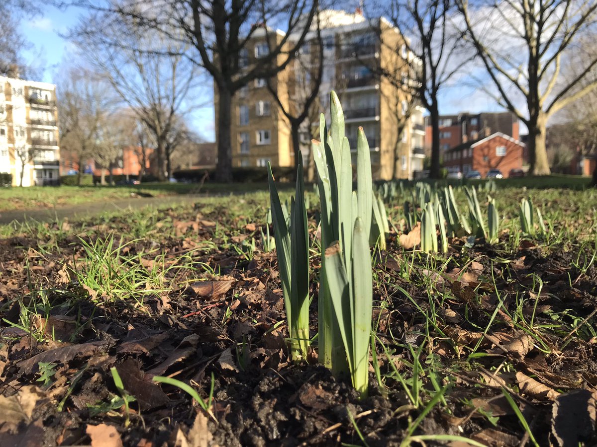 summerstown182's tweet image. The #SpringUprising is coming! Join us 1030 from the Womble bench #PloughLane #WimbledonStadium on a Walk through #FieldsOfGold to welcome the first arrivals &amp;amp; celebrate #TheDaffodilKing #peace #love #flowertothepeople
