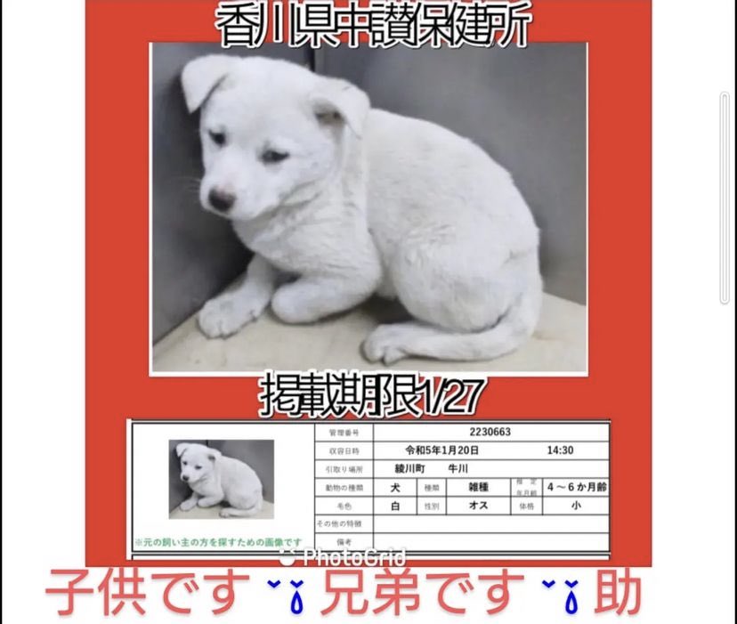 ms_vif's tweet photo. 🆘1/25〜27命の期限🆘12月から37匹目。1月から17匹目。3.4ヶ月の子犬もビビりだと譲渡不適正です。声がかからなければ煙になります。異常です❗️❗️時間がありません😢この子達が何かしたのですか？生きる事は罪ですか？どうかこの子達に代わって声を上げて😣#拡散希望　#保護犬　#殺処分　#犬　#香川県 https://t.co/u9npM6XG6Y
