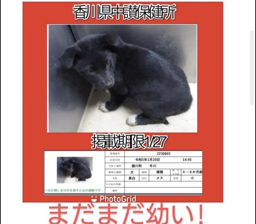 ms_vif's tweet photo. 🆘1/25〜27命の期限🆘12月から37匹目。1月から17匹目。3.4ヶ月の子犬もビビりだと譲渡不適正です。声がかからなければ煙になります。異常です❗️❗️時間がありません😢この子達が何かしたのですか？生きる事は罪ですか？どうかこの子達に代わって声を上げて😣#拡散希望　#保護犬　#殺処分　#犬　#香川県 https://t.co/u9npM6XG6Y