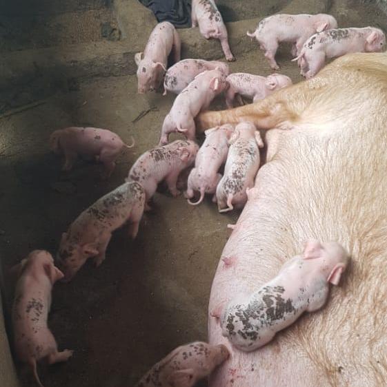 Christo94676597's tweet image. Will be taking advantage of this natural farming in my region first then expand extensively
#piggeryfarming
#poultry
#bees
#goats