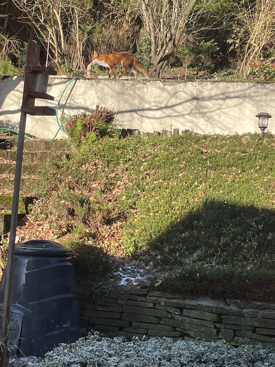 redaffodil's tweet photo. @ChrisGPackham first time to see a fox in our South Wales garden, taking a particular interest in the water sprinkler #FoxOfTheDay https://t.co/PF2AZ6Z0mX