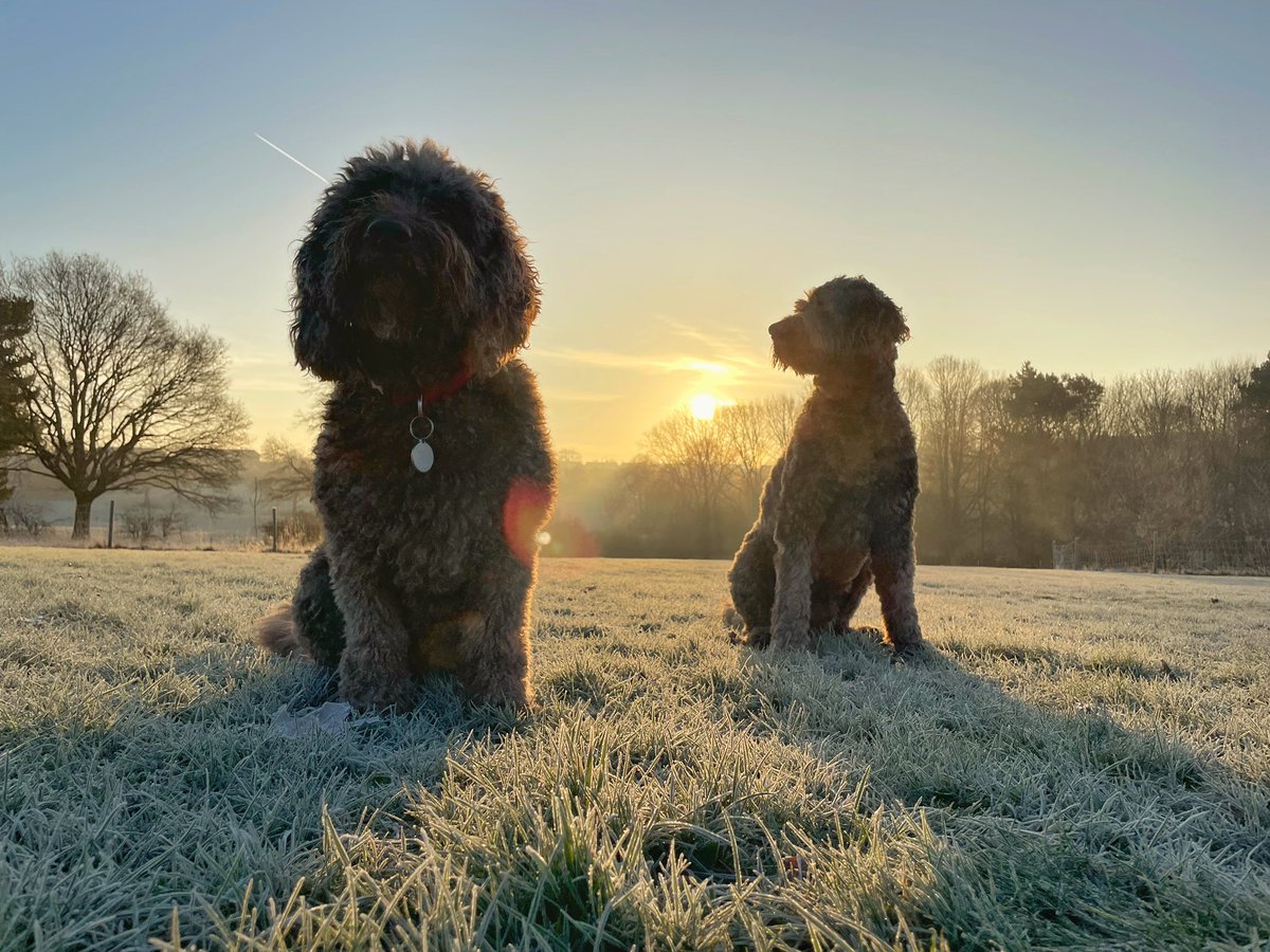 Out with the hounds. #ThePhotoHour #sunrise #dogsoftwitter #frosty
