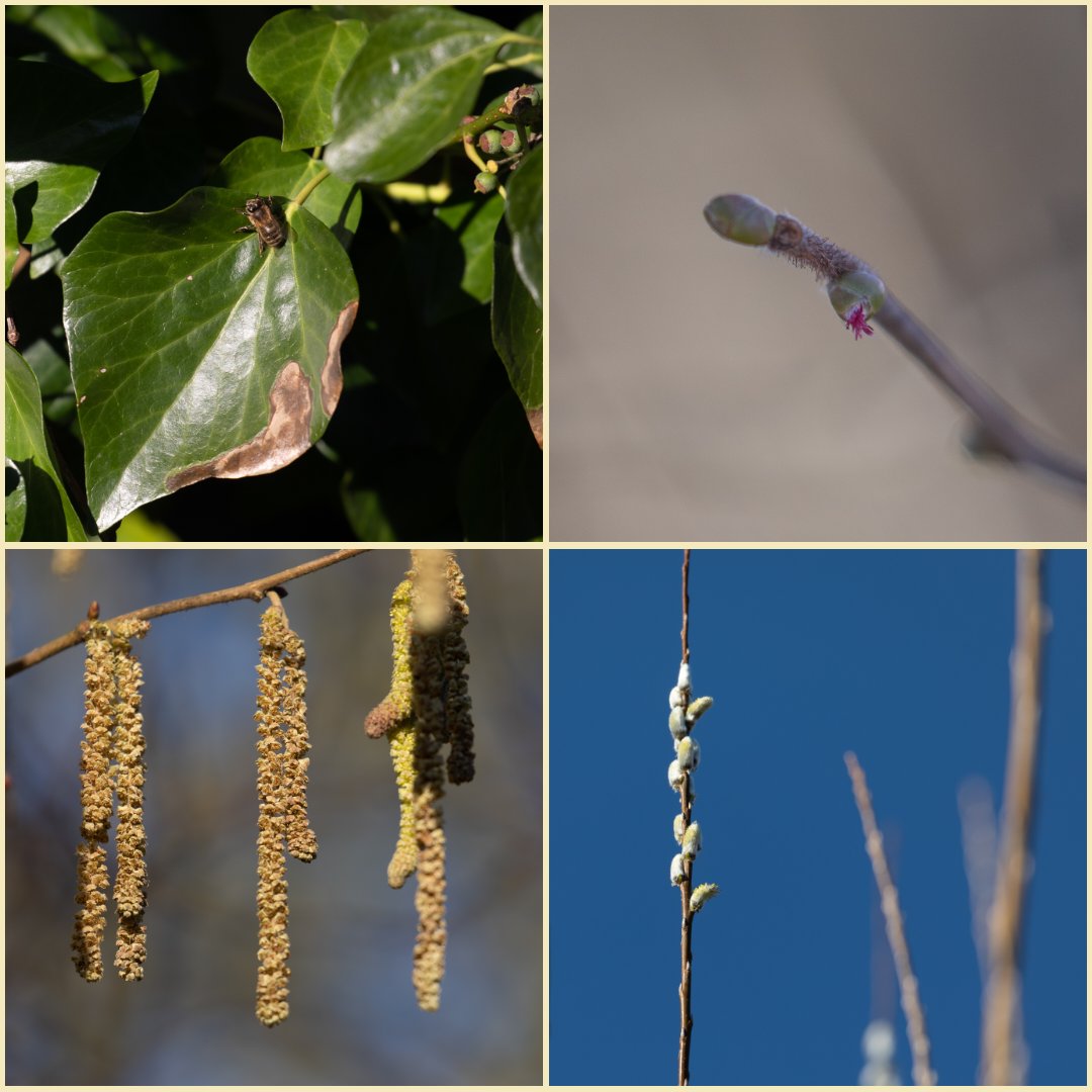 LongrunMeadow's tweet photo. A pair of buzzards making the most of the blue sky (with crows harassing) and the first signs that spring is on the way: hazel catkins and flowers open, willow just about in flower and one of the honey bee colonies active in the sun. https://t.co/NSD8QvcBw2
