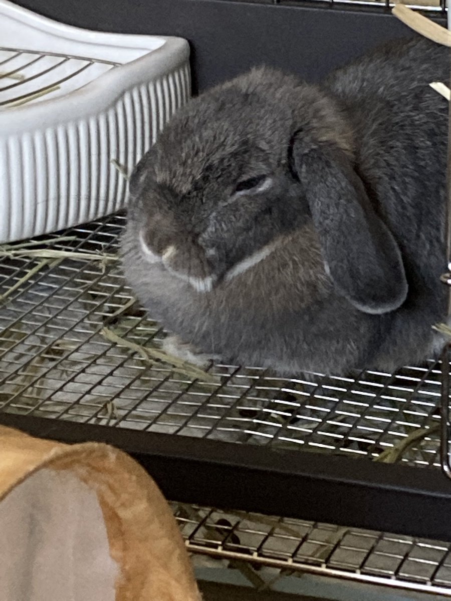 体は小さいのにもふもふが大きい。顔が埋まっていきそうです。