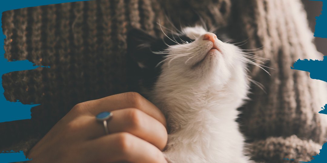 "My cat absolutely loves his new food from Poppy’s picnic, he is bordering on annoying because he’s meowing for more constantly!!"
- Leilah

Another satisfied purrr-stomer! YAY! We love hearing from you! Head over to Review.io and share your experience today 💙