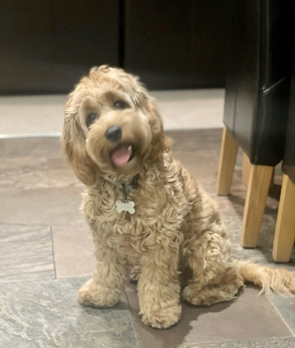 EngineRmCottage's tweet image. Jasper the handsome cockapoo from Co.Durham arrived￼ for the weekend with his lovely family. 🐶 🐾 
He just sent us a text to thank us for his gravy bones. 🤎 You’re welcome Jasper! 😘
#dogfriendly
#dogfriendlycottage 
#cockapoo
#welcometoyorkshire
Engineroomcottage.com