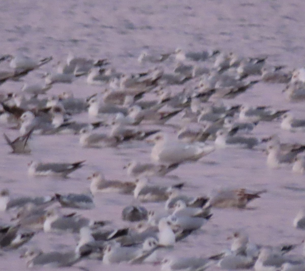 BaileyBirders's tweet photo. After two previous attempts, it was nice to catch-up with the Kumlien’s at Dernford on Friday evening @CambsBirdClub https://t.co/DT1bAEhUdB
