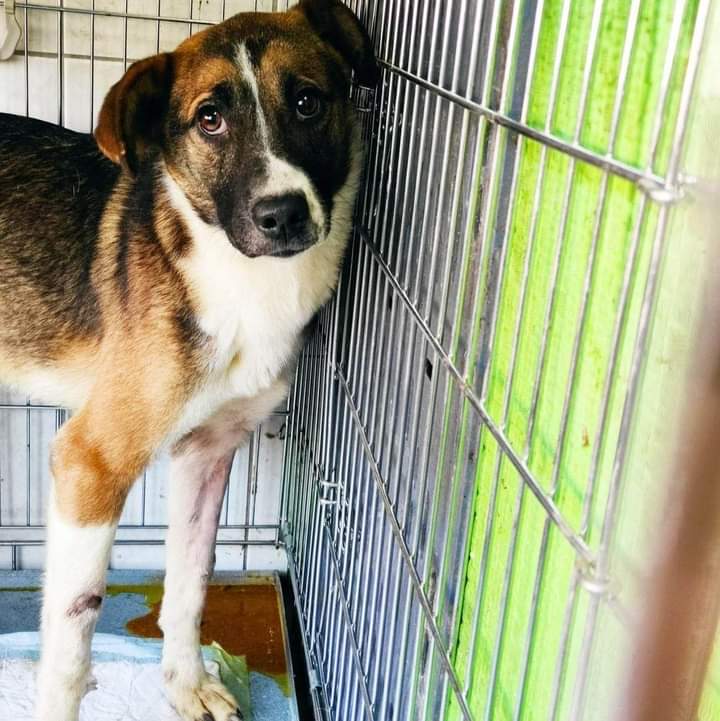 SavingStraysUK's tweet image. #canyouhelp #love #help #becauseeverylifematters #helpingothers #food #foodappeal #donationssavelives #donate #bekind