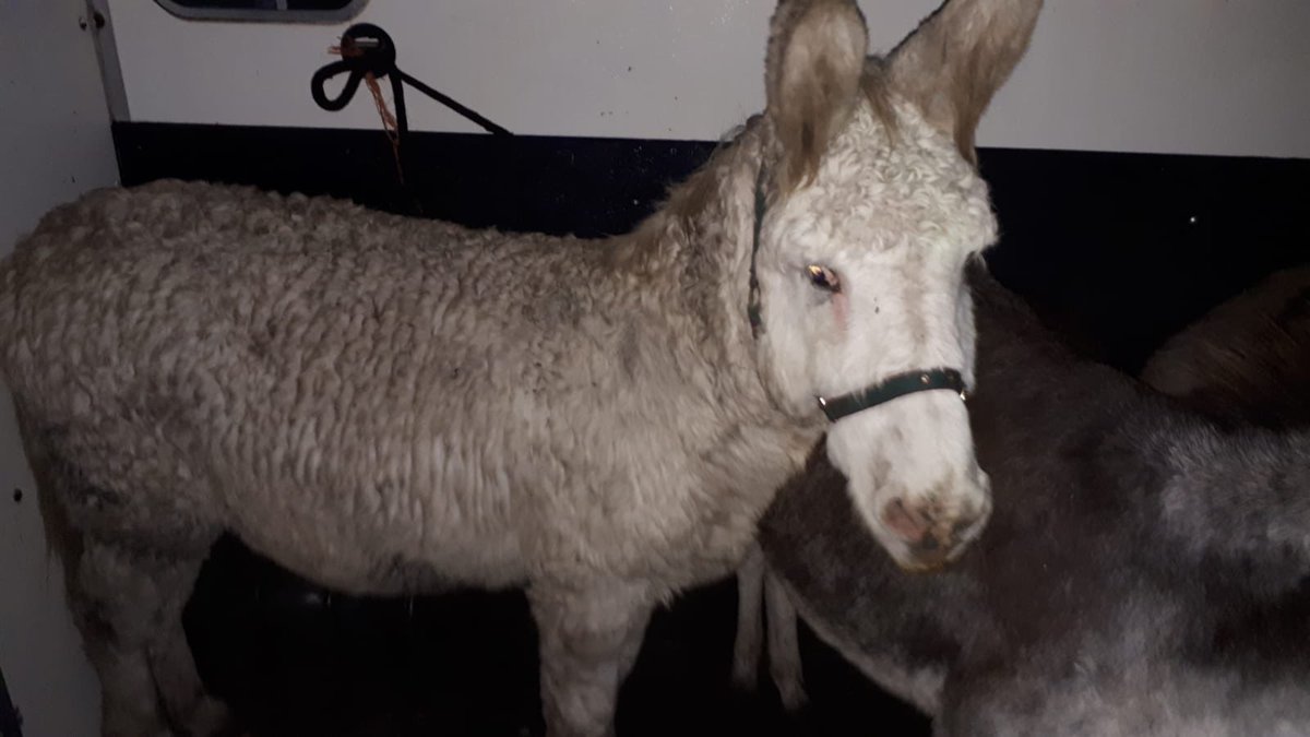 For anyone concerned about the donkey being dragged by a car in the video shared yesterday afternoon, we can confirm that we assisted with the seizure of this animal, & 6 others. Edenderry Garda ask witnesses to contact Tullamore Garda Station on 057 932 7600