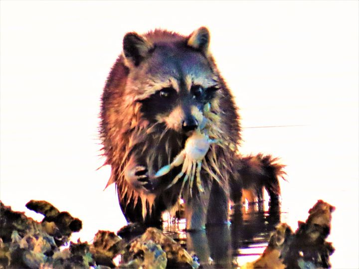 Raccoon eating a Blue Crab in the Matanzas River.
