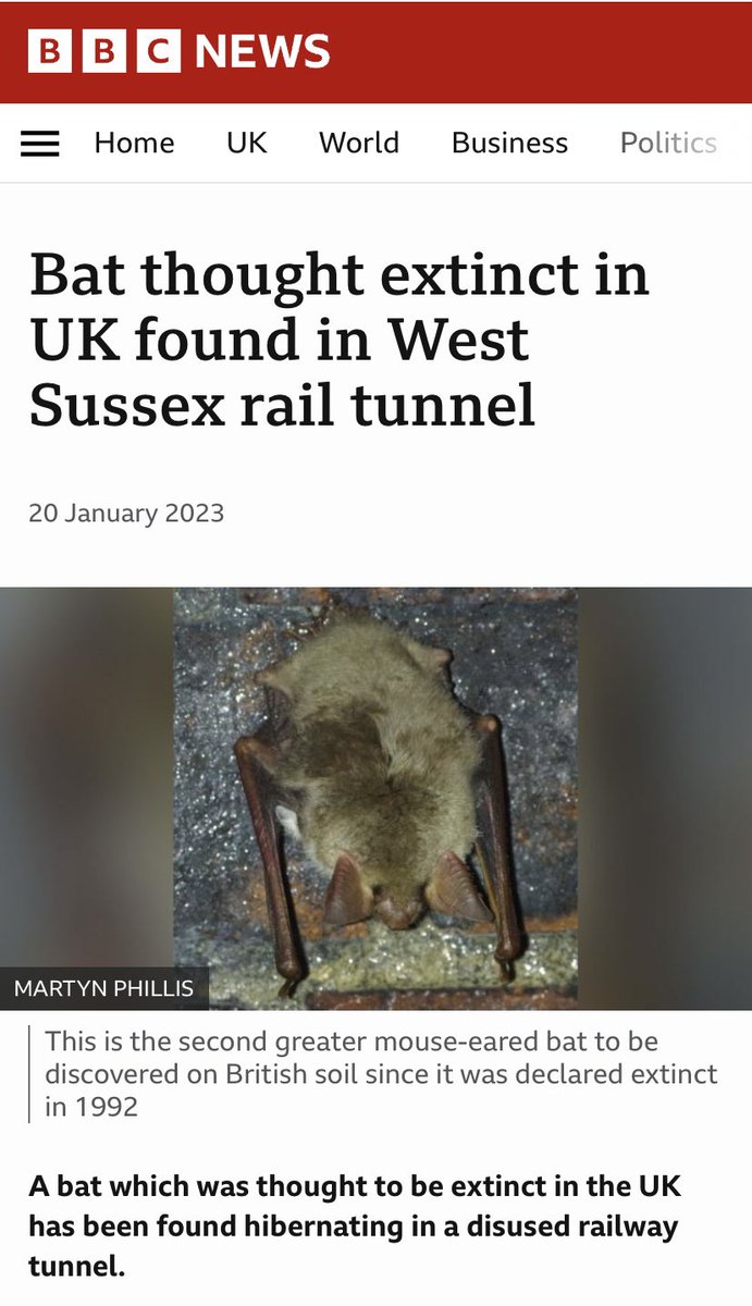 BCT_NBMP's tweet photo. HAVE YOU HEARD THE NEWS?! 👀 Whilst taking part in our #HibernationSurvey @sussexbatgroup discovered a SECOND Greater mouse-eared bat 🎉🦇🦇 https://t.co/AvAQrzwxel https://t.co/Y1FcF7R98c