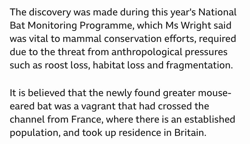 HAVE YOU HEARD THE NEWS?! 👀 Whilst taking part in our #HibernationSurvey <a href="/sussexbatgroup/">Sussex Bat Group</a> discovered a SECOND Greater mouse-eared bat 🎉🦇🦇 bbc.com/news/uk-englan…