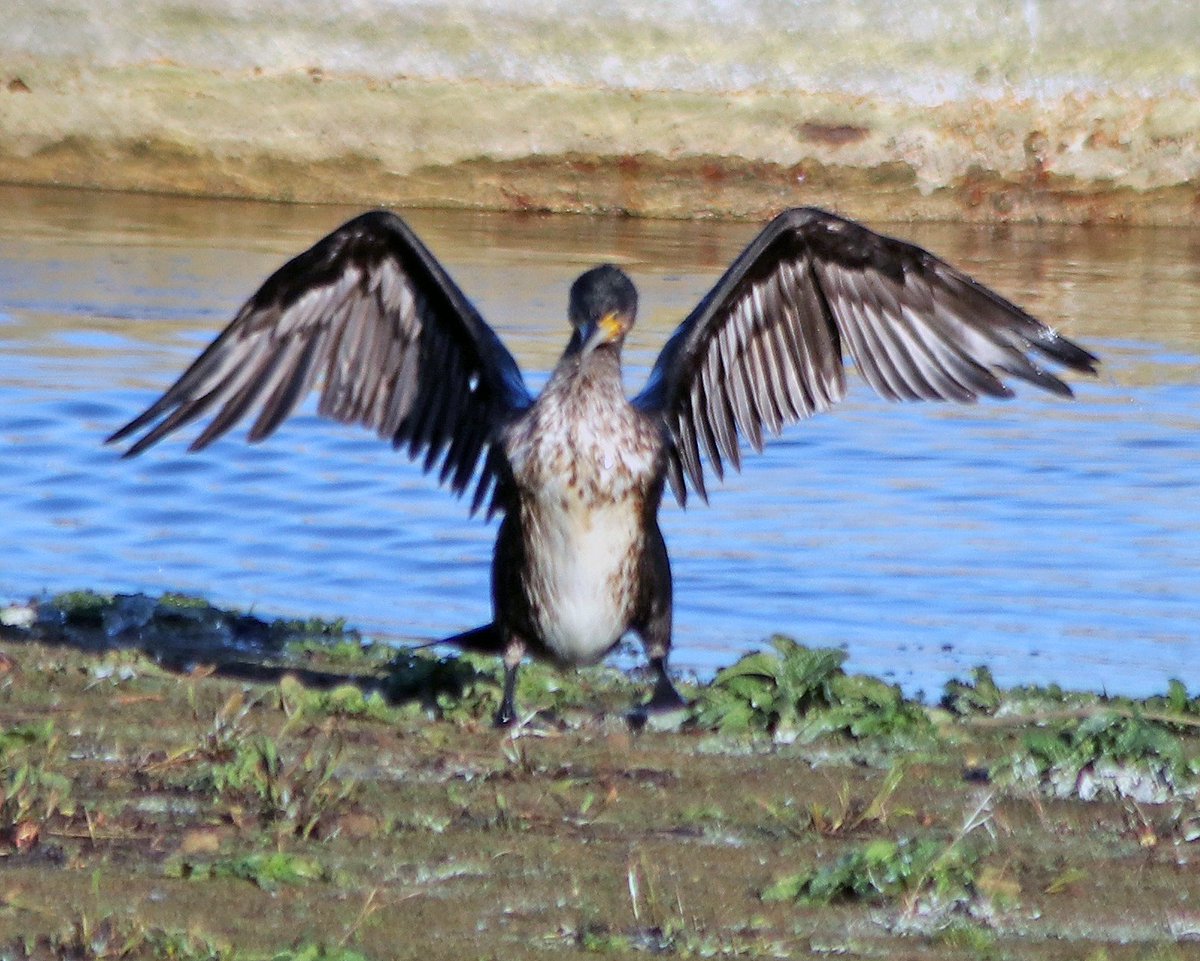 JamesGreenberr2's tweet photo. A recent #photography day this last week @RutlandWaterNR #egleton #rutland #rutlandwater #birdwatching #birds #barnowl #robin #cormorant #ornithology https://t.co/TnVeTjACOf
