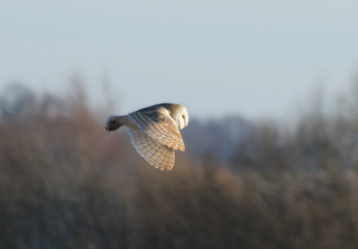 JamesGreenberr2's tweet photo. A recent #photography day this last week @RutlandWaterNR #egleton #rutland #rutlandwater #birdwatching #birds #barnowl #robin #cormorant #ornithology https://t.co/TnVeTjACOf