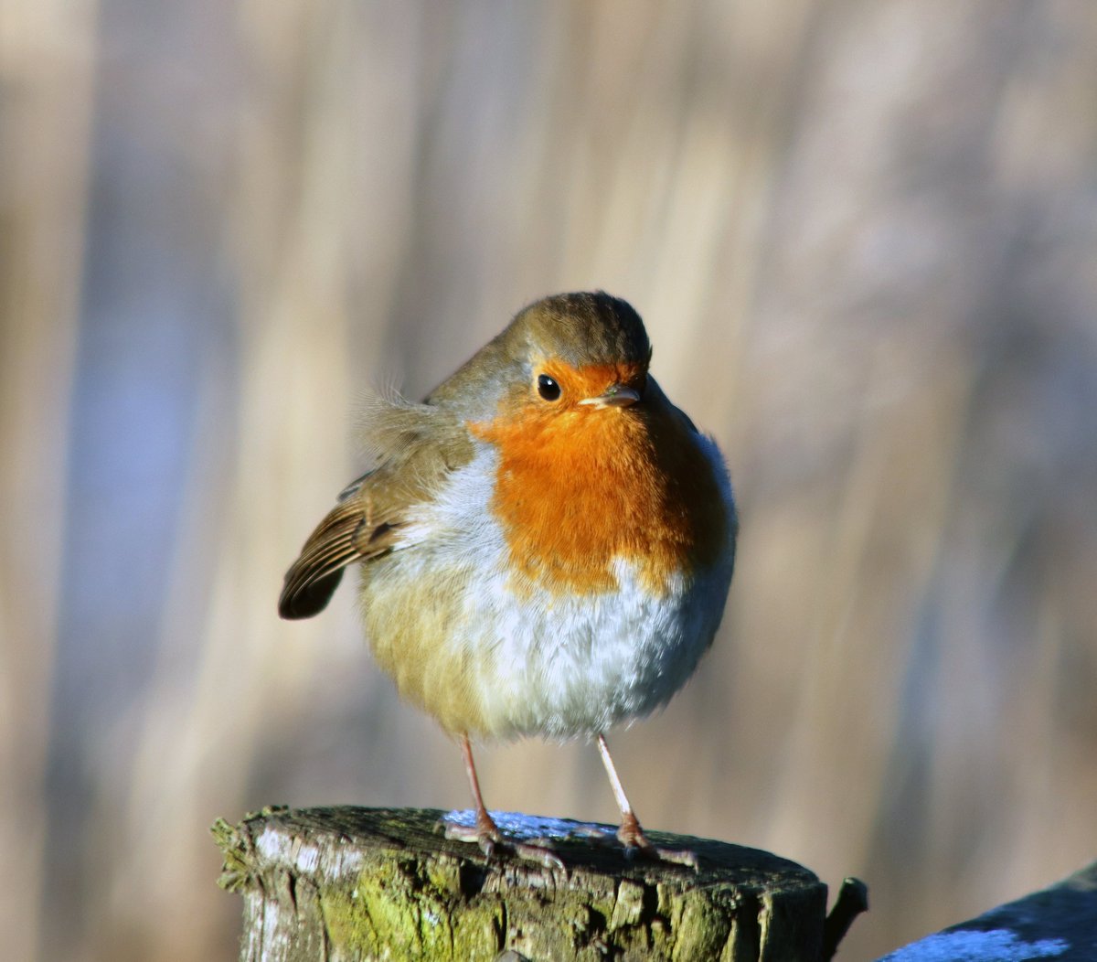 JamesGreenberr2's tweet photo. A recent #photography day this last week @RutlandWaterNR #egleton #rutland #rutlandwater #birdwatching #birds #barnowl #robin #cormorant #ornithology https://t.co/TnVeTjACOf