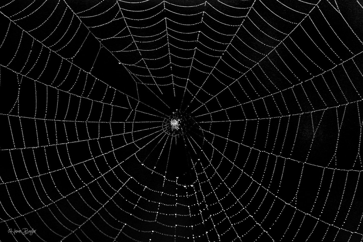 🕸🕷🕸 #spiderweb #spider #naturestudio #artofthenature #macroart #Macro #NaturePhotography #northcyprus #Cyprus