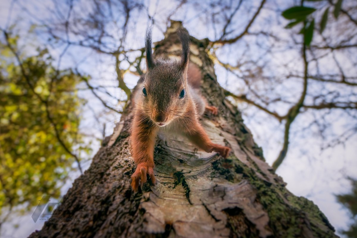 terrydonnelly01's tweet photo. It's Red Squirrel appreciation Day, so here are some of our Garden Red Squirrels.
With estimates of less than 50,000 left in England, out segment with ITV tells the story 
https://t.co/QMcn95N4ho
#RedSquirrelAppreciationDay https://t.co/x1FnTjudi0