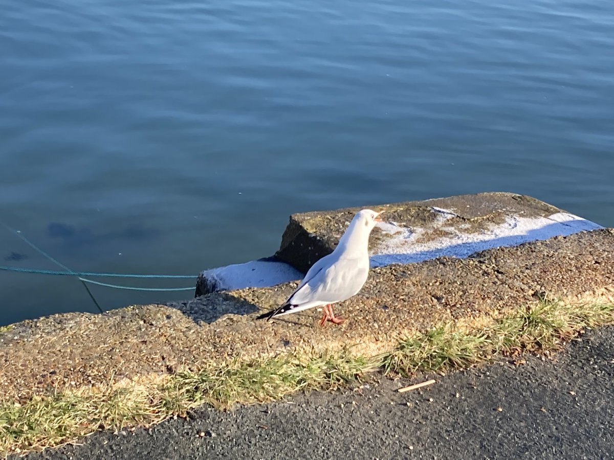 A beautiful crisp, still winter’s day in lovely #Emsworth. Definitely #nowherebetter.