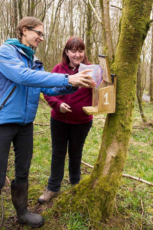 We are so grateful for the incredible efforts and commitment of our volunteers across Scotland! 

Learn how you can get involved in #redsquirrel conservation in your community here: scottishsquirrels.org.uk/get-involved/!

#RedSquirrelAppreciationDay 

📷Jo Foo