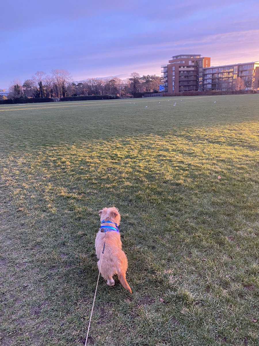 dublingrowndog's tweet photo. Guys! I took a big walkies today with my brother and sister. I’m not puppy anymore! I’m a big dog. Check me out. We walked, sniffum’d, had a meeting and met flying chickens. #justrustythings @pghgirli https://t.co/8JSfhqq9w5