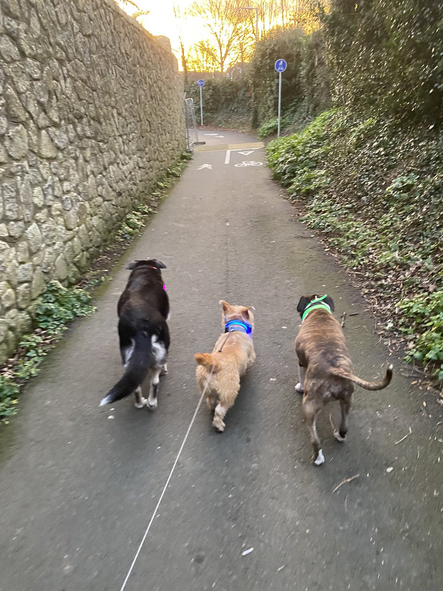 dublingrowndog's tweet photo. Guys! I took a big walkies today with my brother and sister. I’m not puppy anymore! I’m a big dog. Check me out. We walked, sniffum’d, had a meeting and met flying chickens. #justrustythings @pghgirli https://t.co/8JSfhqq9w5