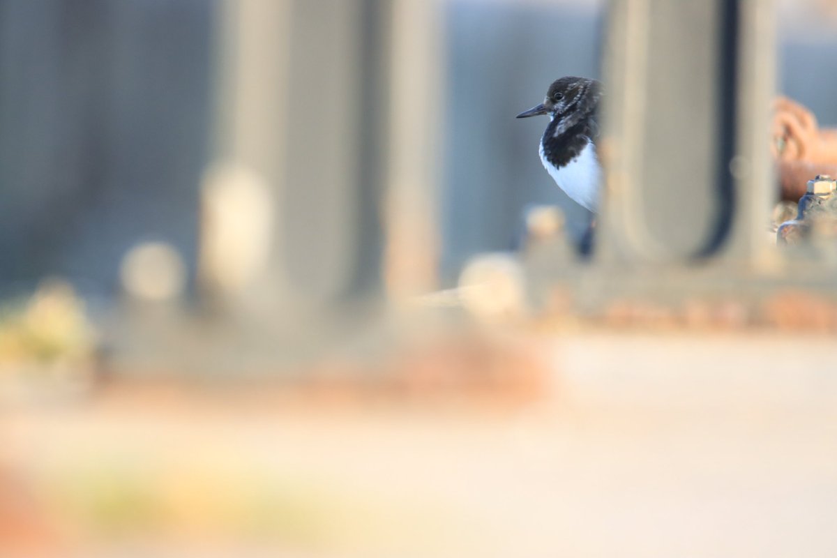 Birdnerdjenny's tweet photo. A few photos of turnstones from Ramsgate Harbour this morning https://t.co/Hb1IZEplYK