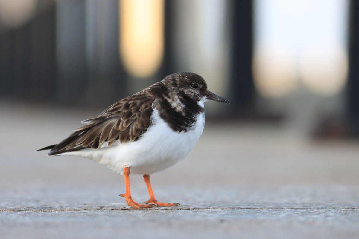 Birdnerdjenny's tweet photo. Final few photos from Ramsgate Harbour this morning https://t.co/qGOuKKQSnQ