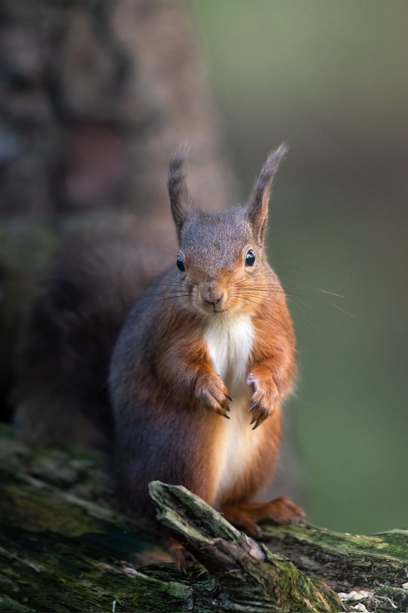 Love to watch / photograph the Red Squirrel 

#RedSquirrelAppreciationDay