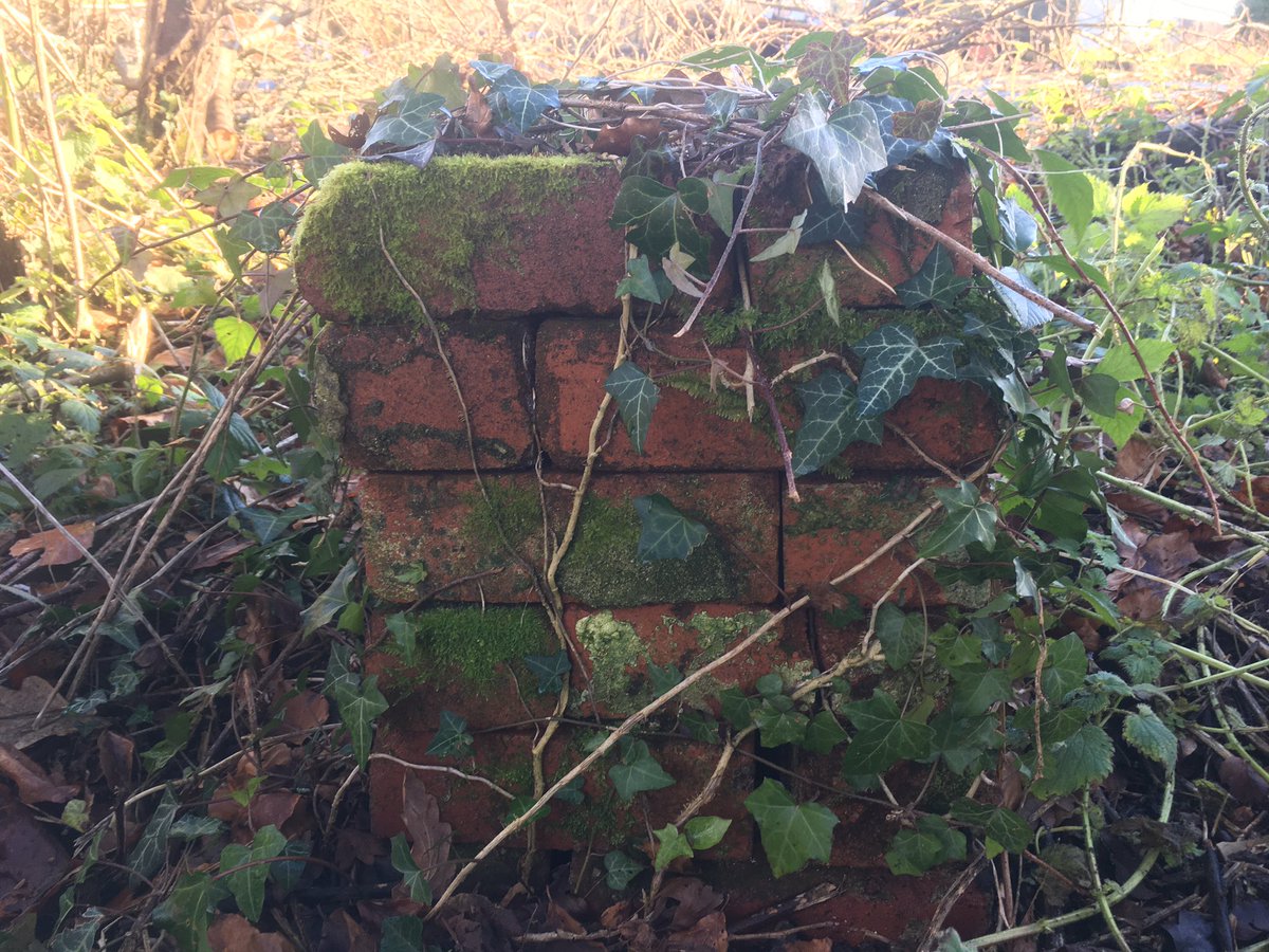 thehenhousefarm's tweet photo. #greatandthegood #followinginthefootsteps #standingonshoulders #baskingintheirlight #allotment #gardening #wildlife #winterwatch
As we tread lightly and rediscover a much loved but abandoned allotment we aim to restore it in a sympathetic way. #cherry, #deadhedge #ramblinrose https://t.co/wwLDdgSdlc