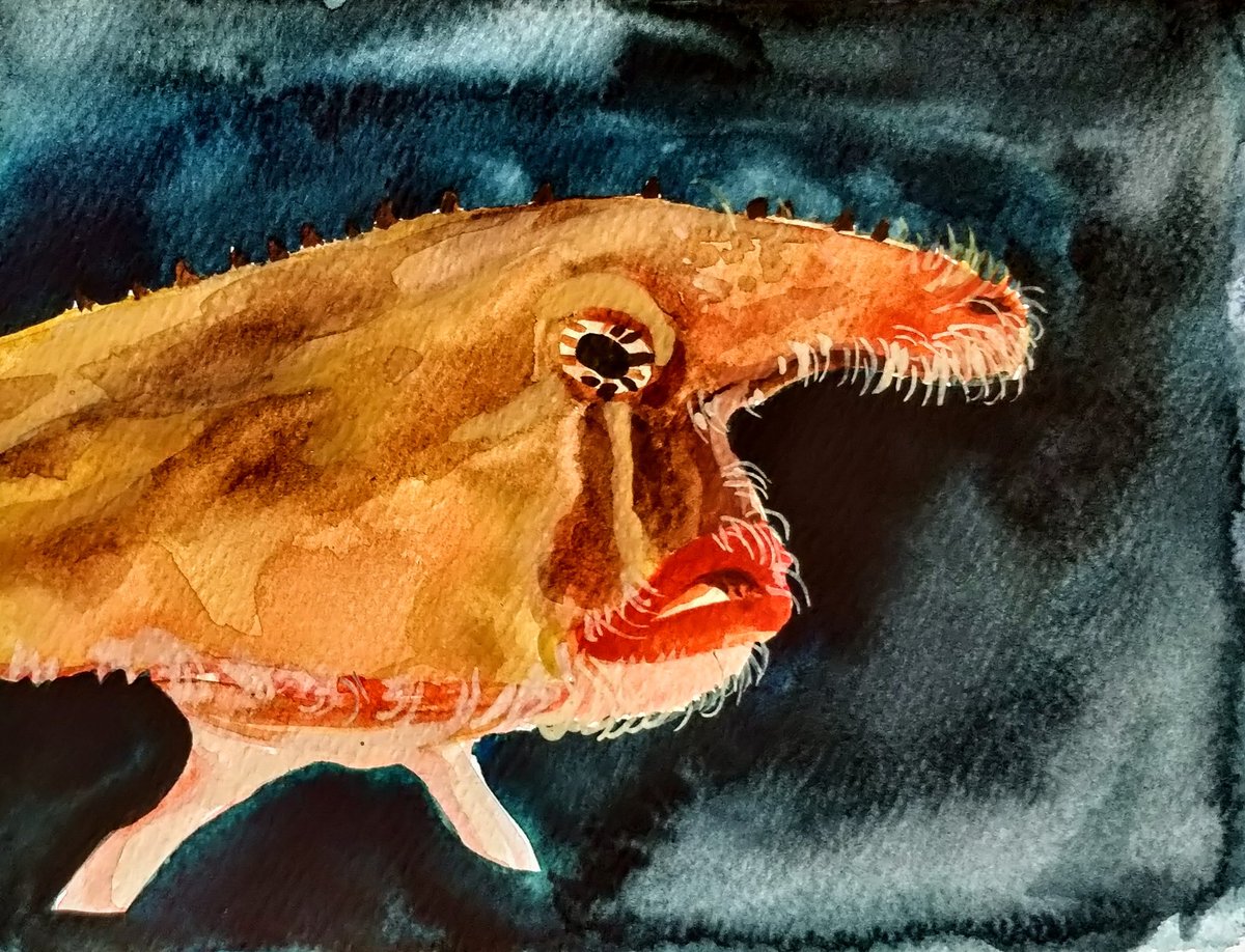 basakcalheyo's tweet photo. Red lipped Batfish💄

💋 6/10 

♨️2.5 XTZ https://t.co/6YGXiM2Pcj
