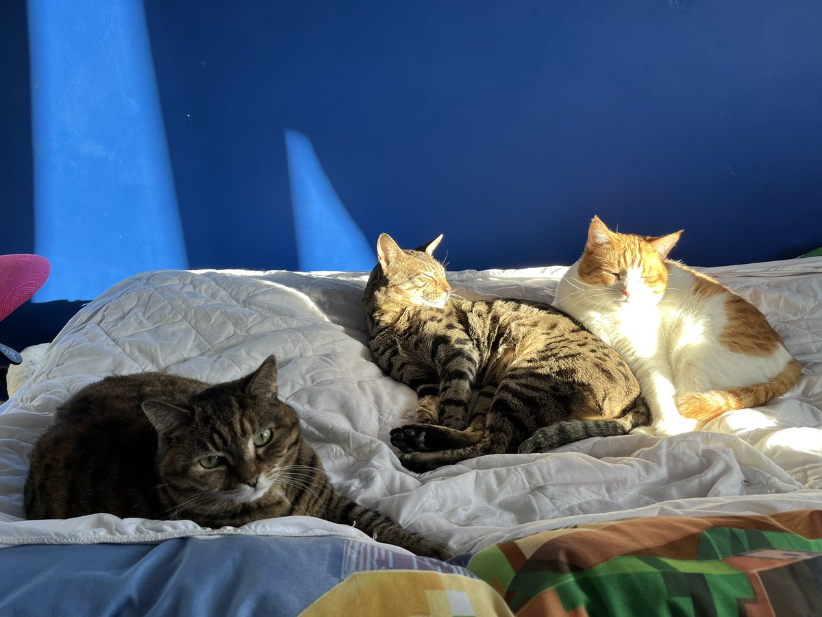 NaughtiestCat's tweet photo. Happy #Caturday everyone. This is me, Lily and Tigger chilling 😸 https://t.co/zAwe7a4X5x