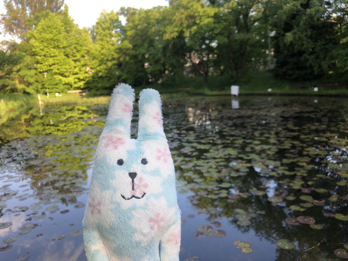 usagi_sfc_'s tweet photo. ���拡散希望】あんまり金沢にはフォロワーさんいらっしゃらないと思いますが、このうさぎを香林坊付近（半径1 kmくらい？）で失くしました。もし似たようなのを見かけた方がいらっしゃいましたらご連絡頂けますと幸いです。 https://t.co/iTCbvNgWUL