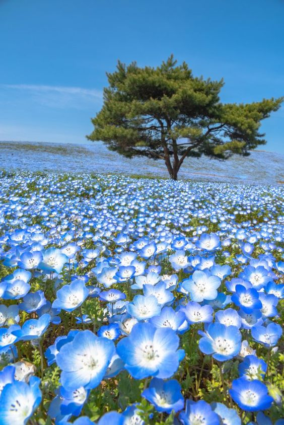 nature_forum's tweet photo. so beautiful #nature https://t.co/E0bWOlgw1A
